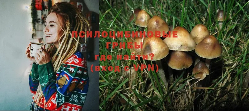 купить   дарк нет клад  Галлюциногенные грибы Magic Shrooms  Шадринск 